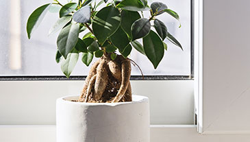 Fensteröffnungsarten